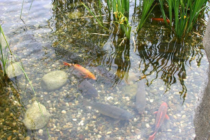 Разведение рыбы: способы выращивания карпа и карася, советы по обустройству искусственного водоема