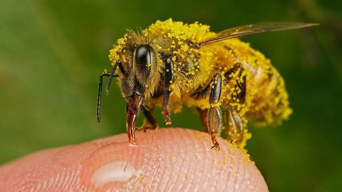 Чем отличается пчела от осы: внешние различия и образ жизни