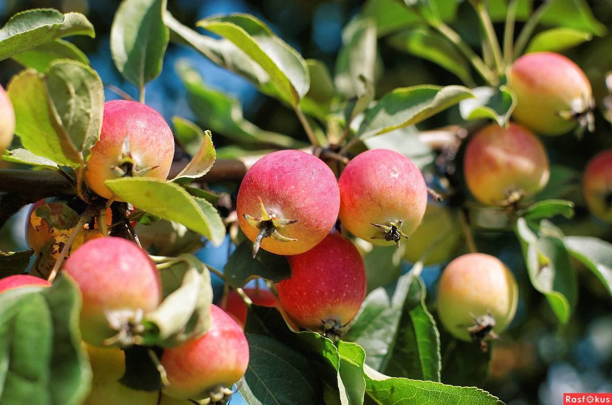 Разновидности яблок сорта ранетки, когда созревают, особенности посадки и ухода - журнал expertology