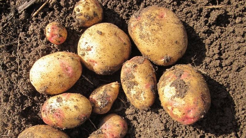 Картофель каменский: описание, характеристика, урожайность, отзывы, фото
