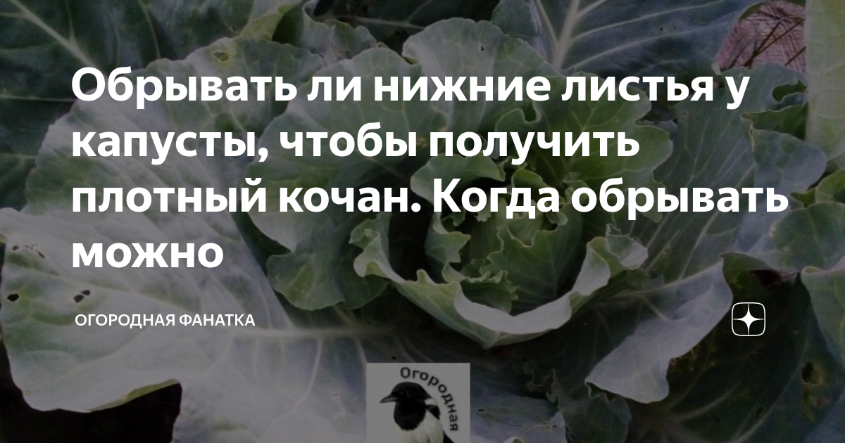 Нужно ли обрывать нижние листья у капусты? когда это лучше делать? :: syl.ru