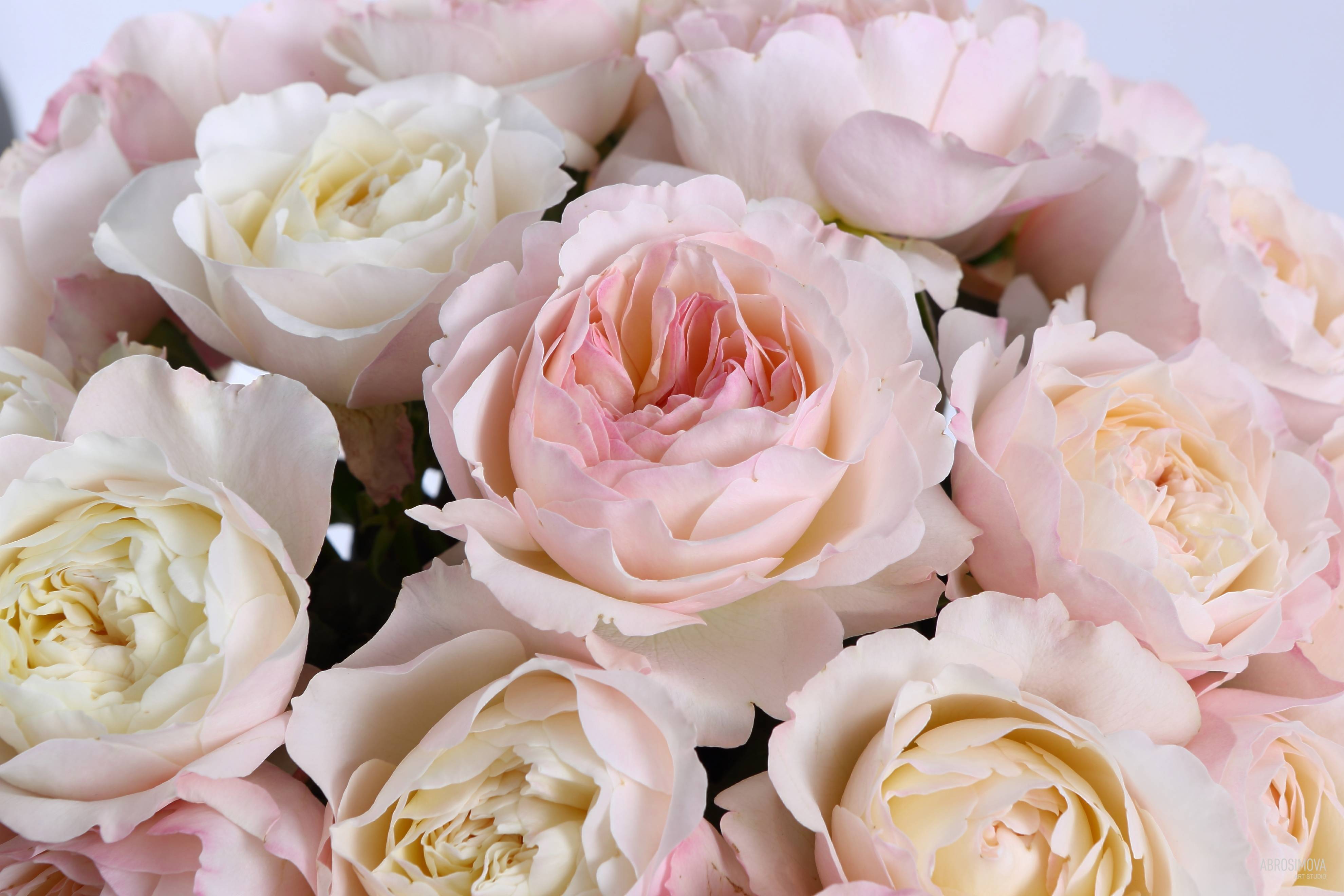 Пионовидные розы (100 фото): сорта, способы выращивания, варианты посадки и ухода