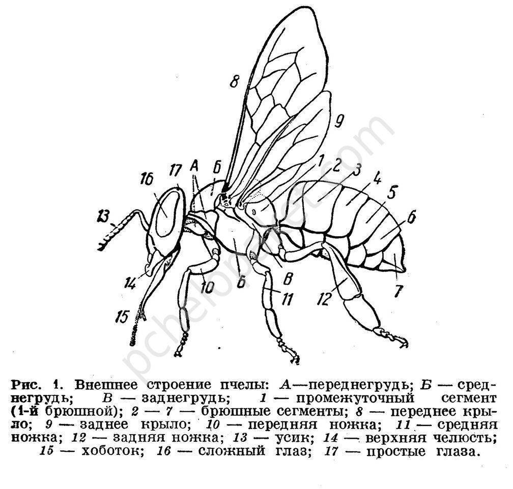 Внутреннее и внешнее строение пчелы: анатомия матки, трутня и медоносной пчелы с картинками