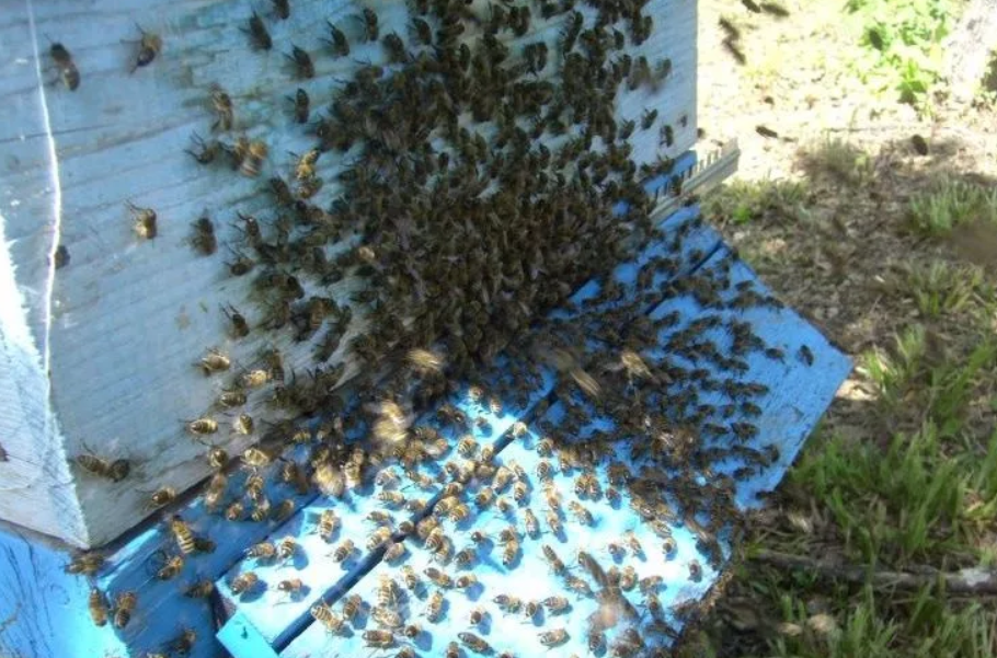 Причины роения пчелиных семей, предупреждение роения пчёл и методы контроля: разбираем подробно