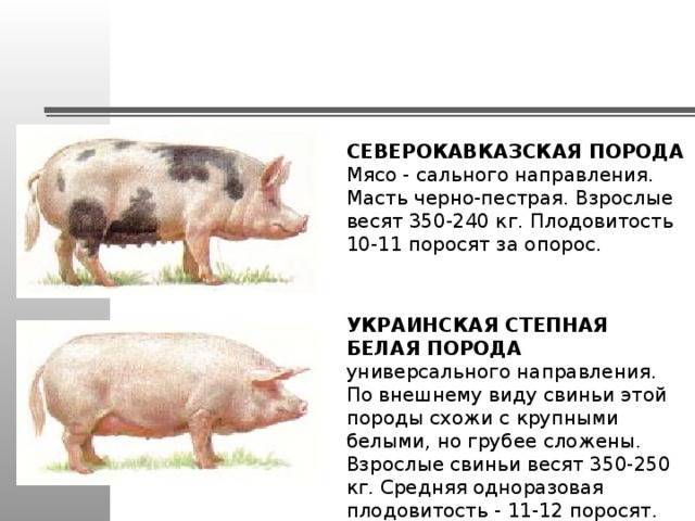 Породы свиней: описание и основные характеристики