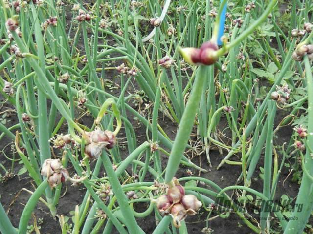 Многоярусный лук — источник ранней витаминной зелени: особенности растения, популярные сорта, посадка и уход
