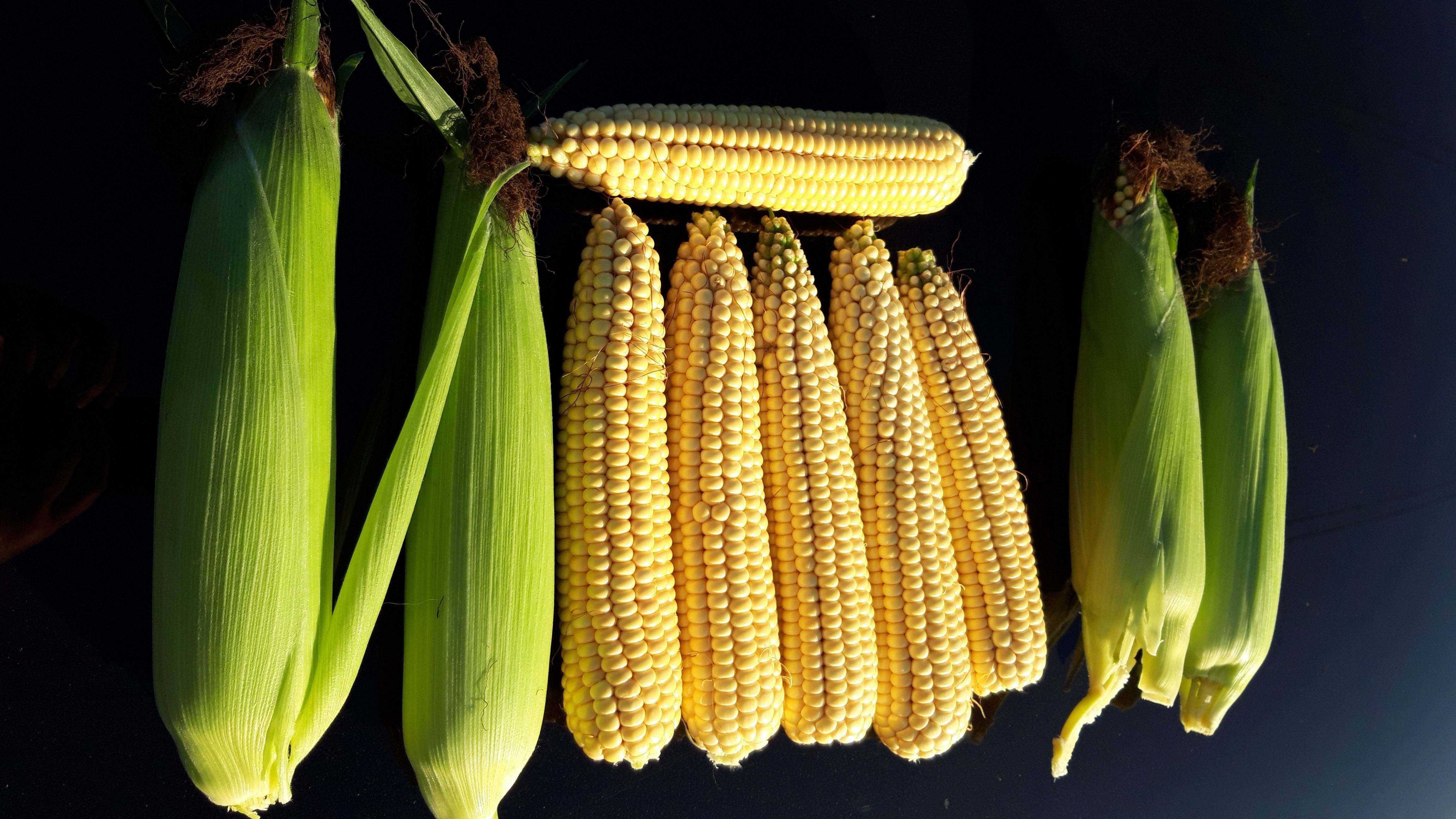 Как хранить кукурузу: способы хранения початков и зерен дома