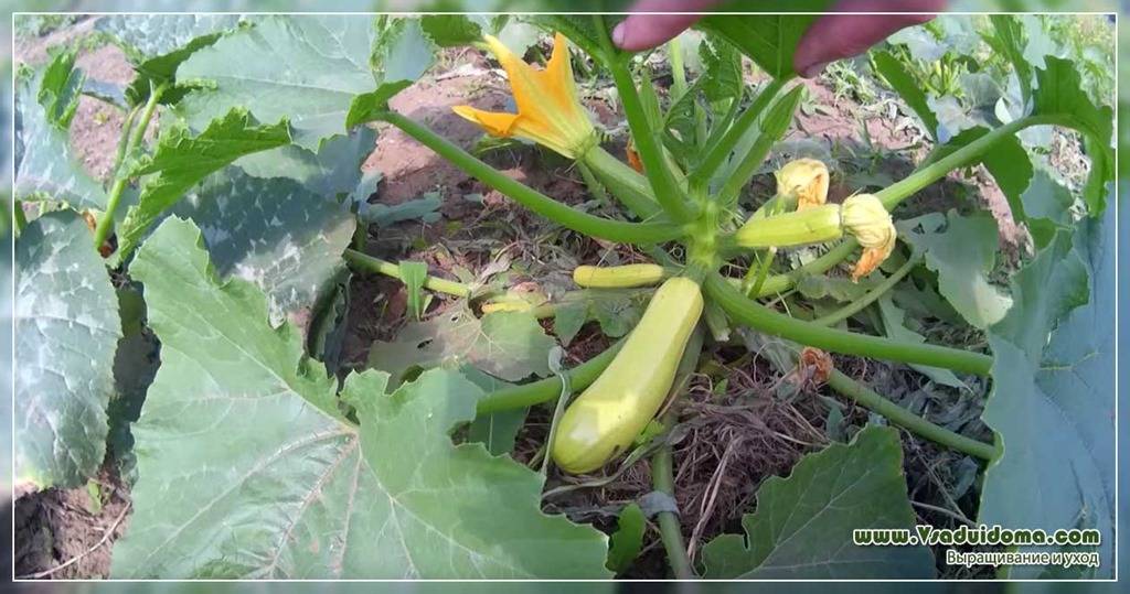 Патиссоны: выращивание и уход в открытом грунте, как растут и когда собирать