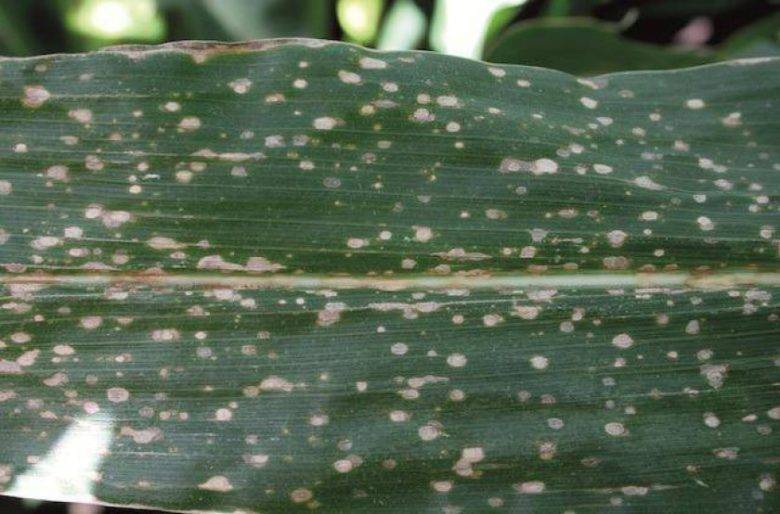 Болезни и вредители кукурузы: меры борьбы с ними, фото и описание