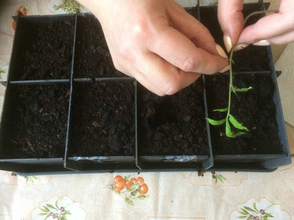 Как правильно пикировать помидоры на рассаду