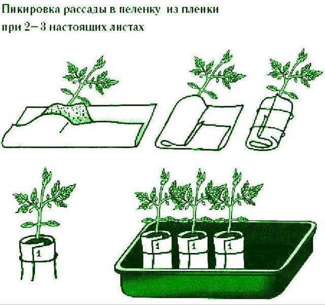 Вечнозеленый самшит: посадка и уход в московской области