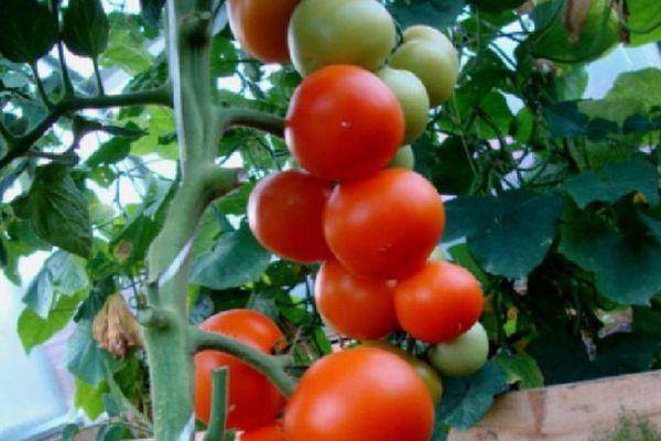 Сорта томатов f1: самые вкусные, крупные и для открытого грунта