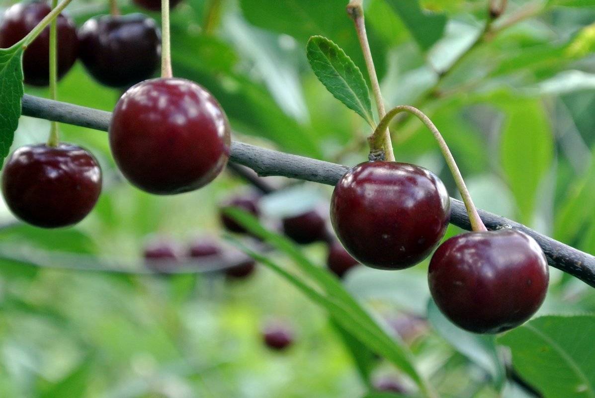 ✅ о вишне шпанка: описание и характеристики сорта, уход и выращивание