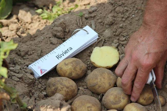 Картофель ривьера: описание сорта, фото, отзывы, выращивание, уход