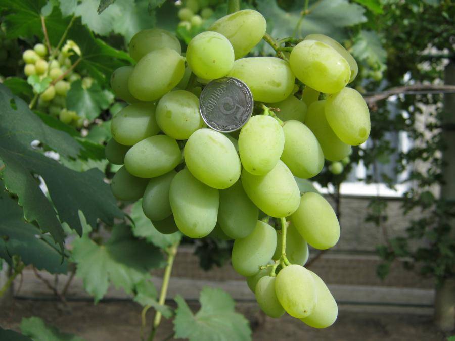 Виноград галахад: описание сорта, фото, отзывы | qlumba.com