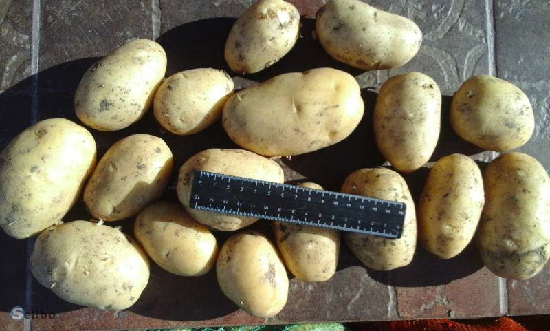 Сорт картофеля коломбо: фото и описание клубней и ростков, характеристика и вкусовые качества, урожайность и отзывы агрономов