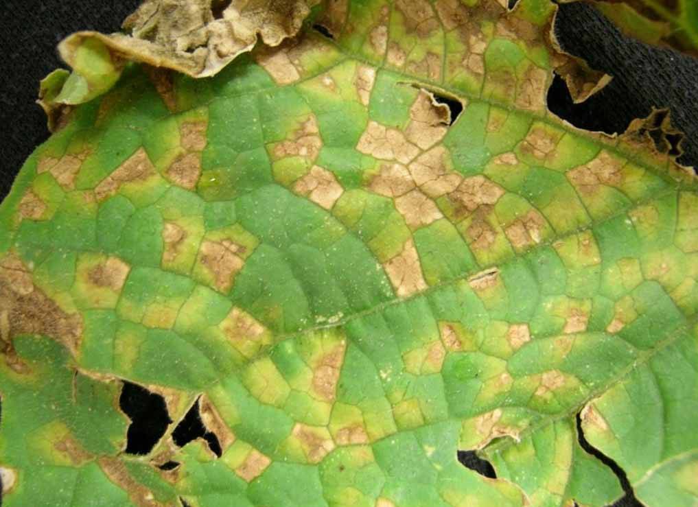 Ржавчина на листьях огурцов: причины возникновения, как лечить