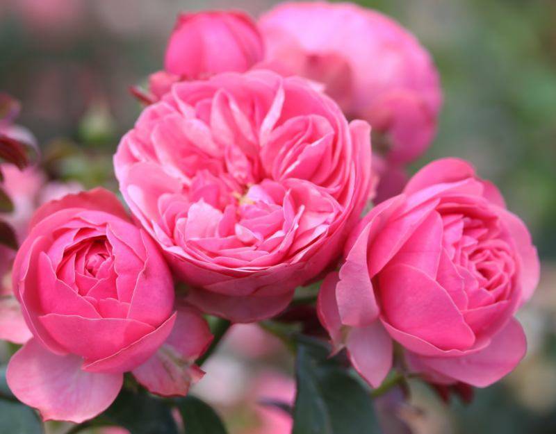 Роза леонардо да винчи: характеристика сорта