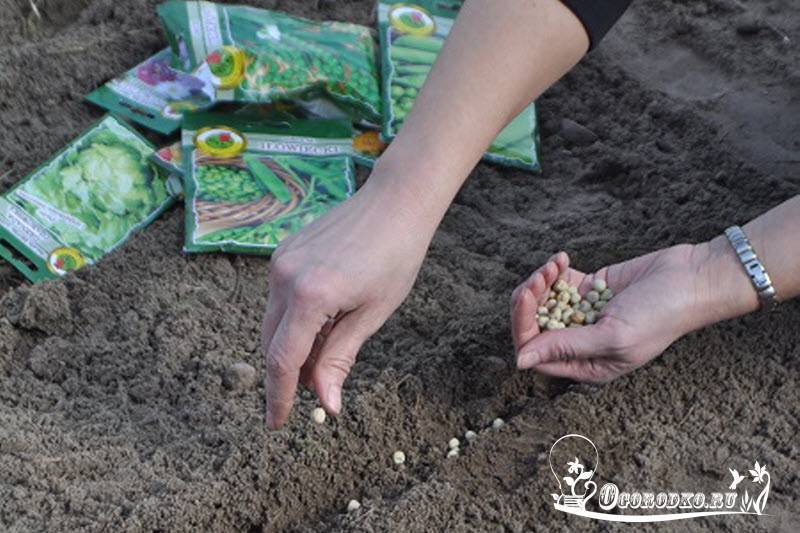 Выращивание гороха на даче — как и когда сажать горох?