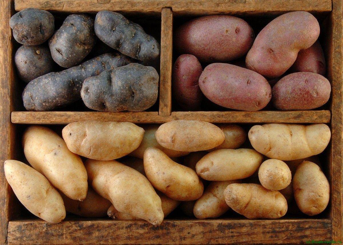 Как хранить зимой картошку? а в квартире?