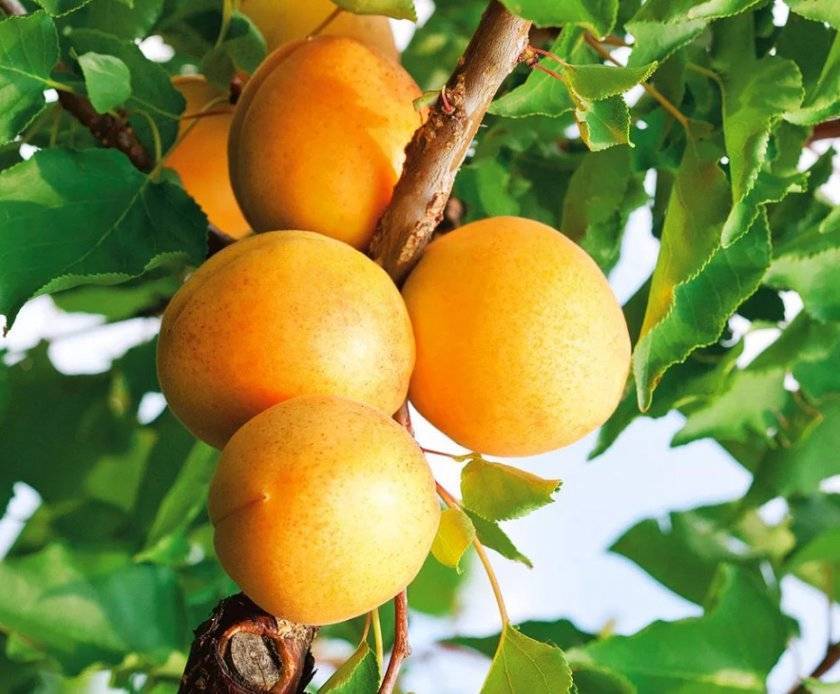 Особенности выращивания и ухода за абрикосом сорта мелитопольский ранний