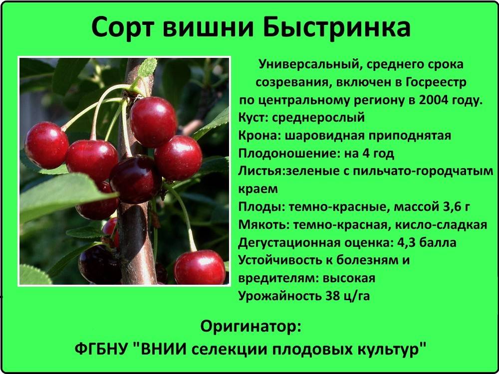 Вишня для ленинградской области: лучшие сорта, описание и правила выращивания