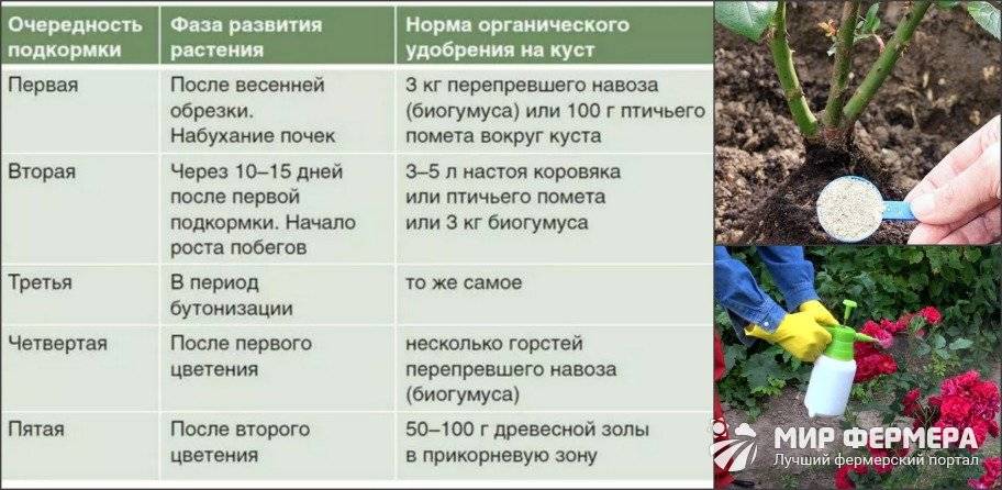30 сортов клубники для посадки в средней полосе россии