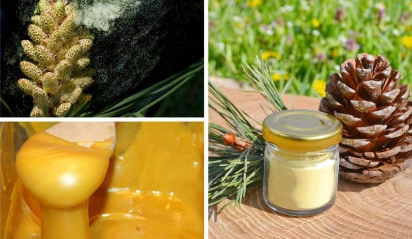 Как делают и лечебные свойства меда с живицей