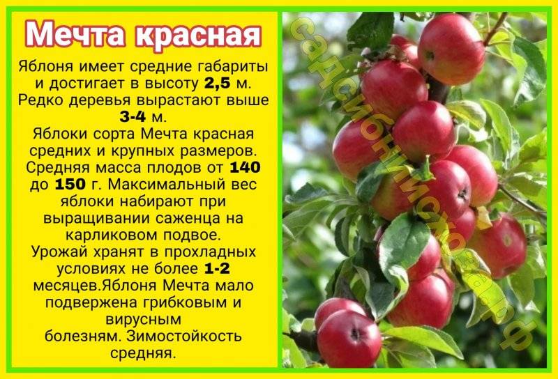 Яблоня сорта спартак особенности сорта посадка и уход