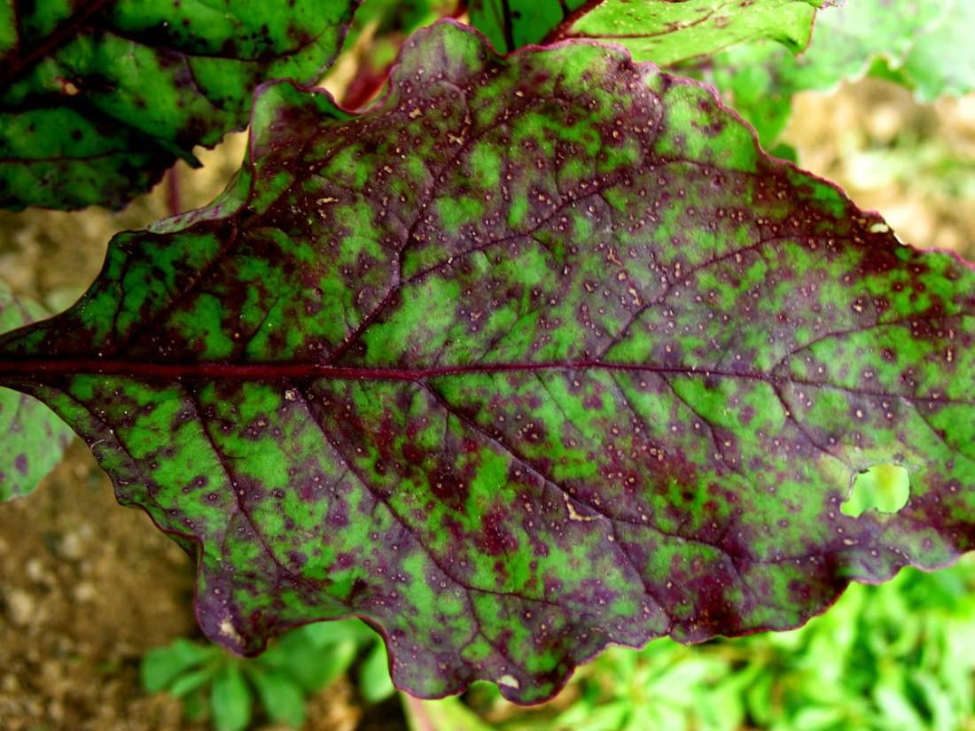 Почему желтеют листья у свеклы: причины, болезни и вредители, что делать и как лечить с фото