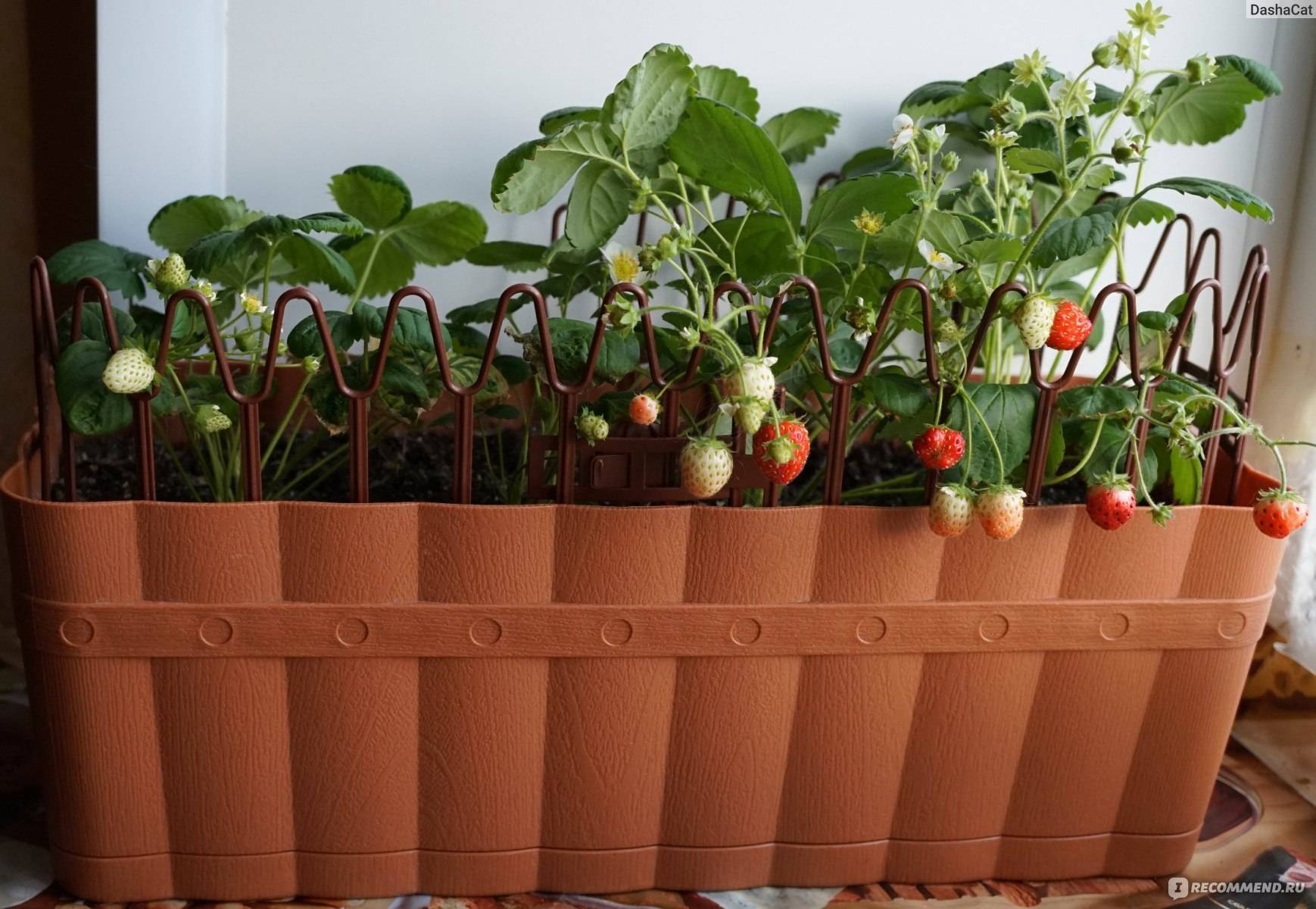 Выращивание клубники дома на подоконнике круглый год пошагово с видео