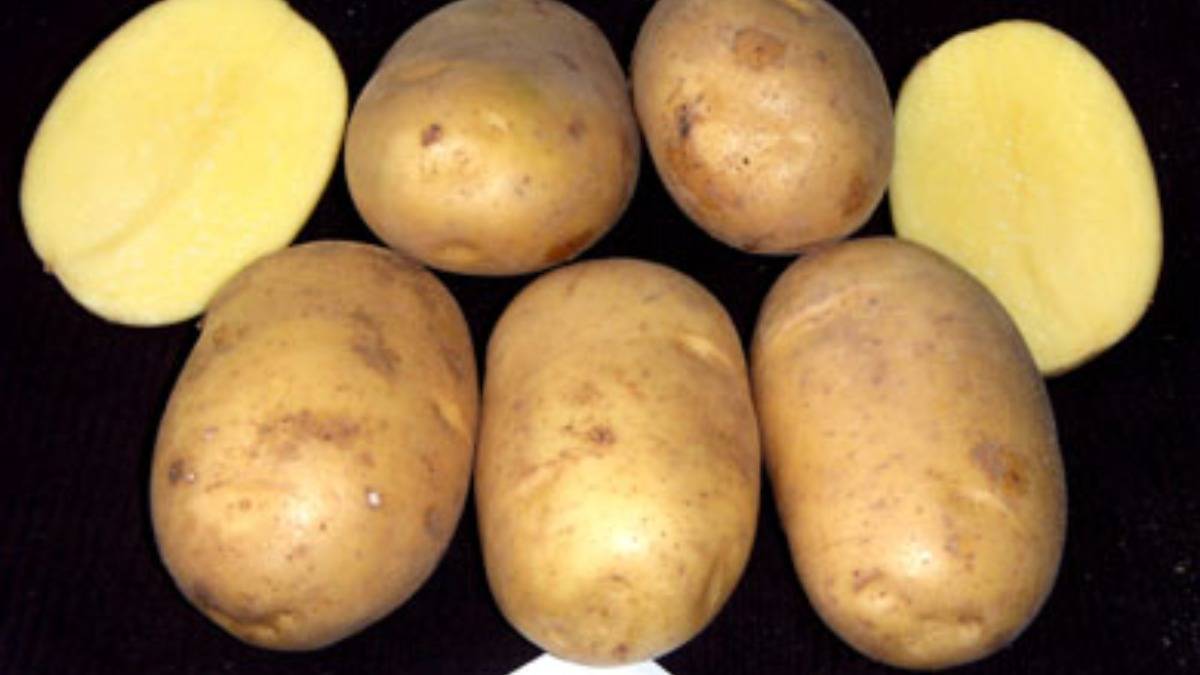 Картофель лилея характеристика сорта