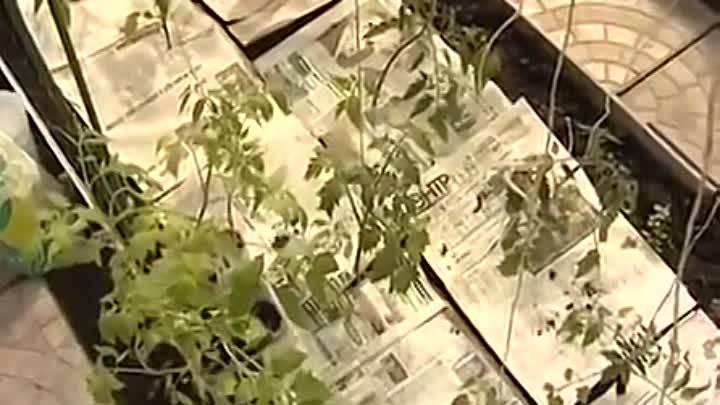 Посадка томатов по методу галины кизимы — плюсы и минусы «пеленочной» методики