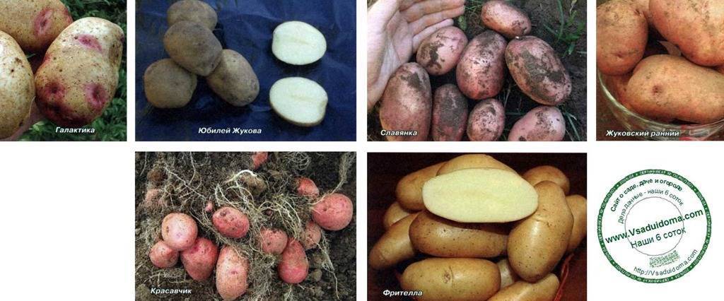 Картофель ласунок: описание и характеристики сорта, посадка и уход, отзывы с фото
