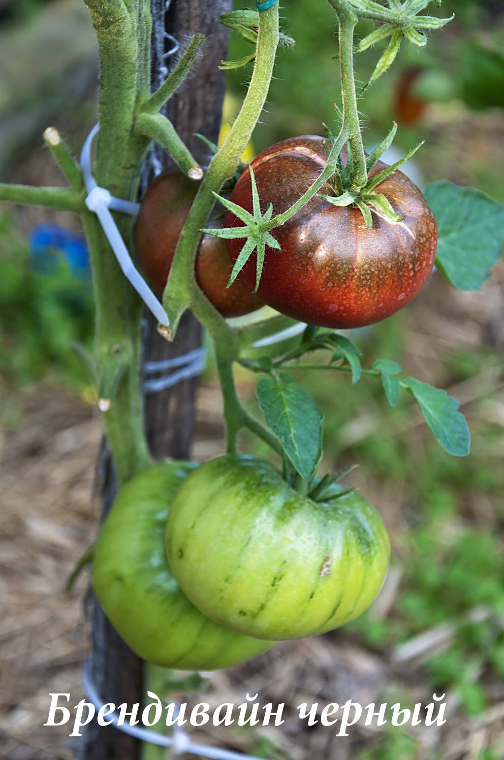 Как выращивать и ухаживать за сортом помидор свит черри