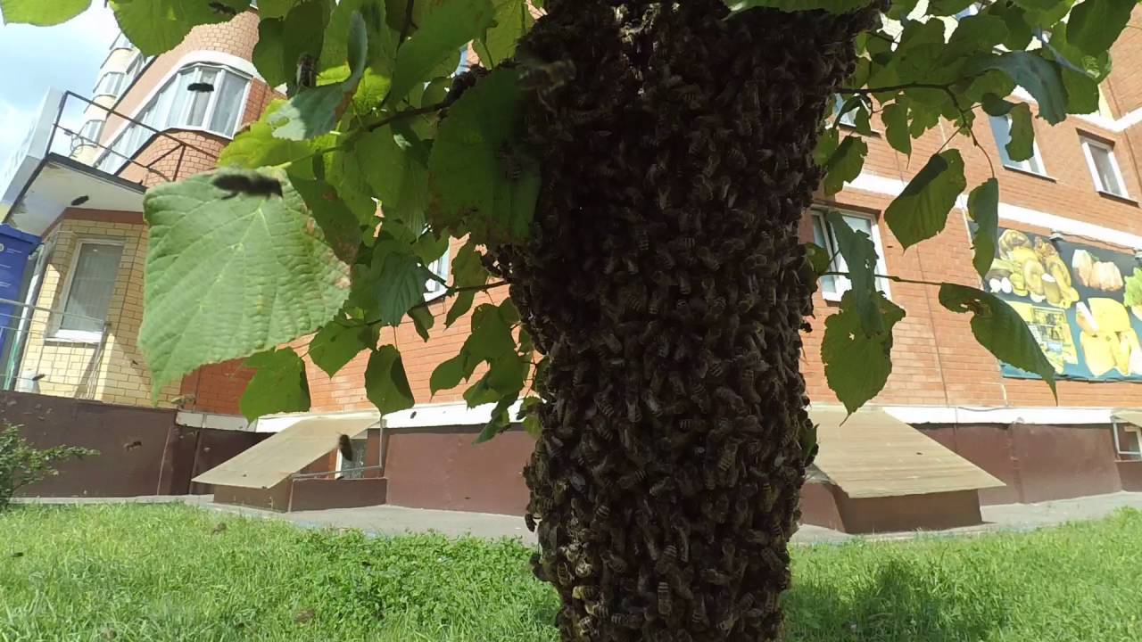 Переселяем пчелиный рой из ловушки в улей: пошаговое руководство | пчеловодство для начинающих
