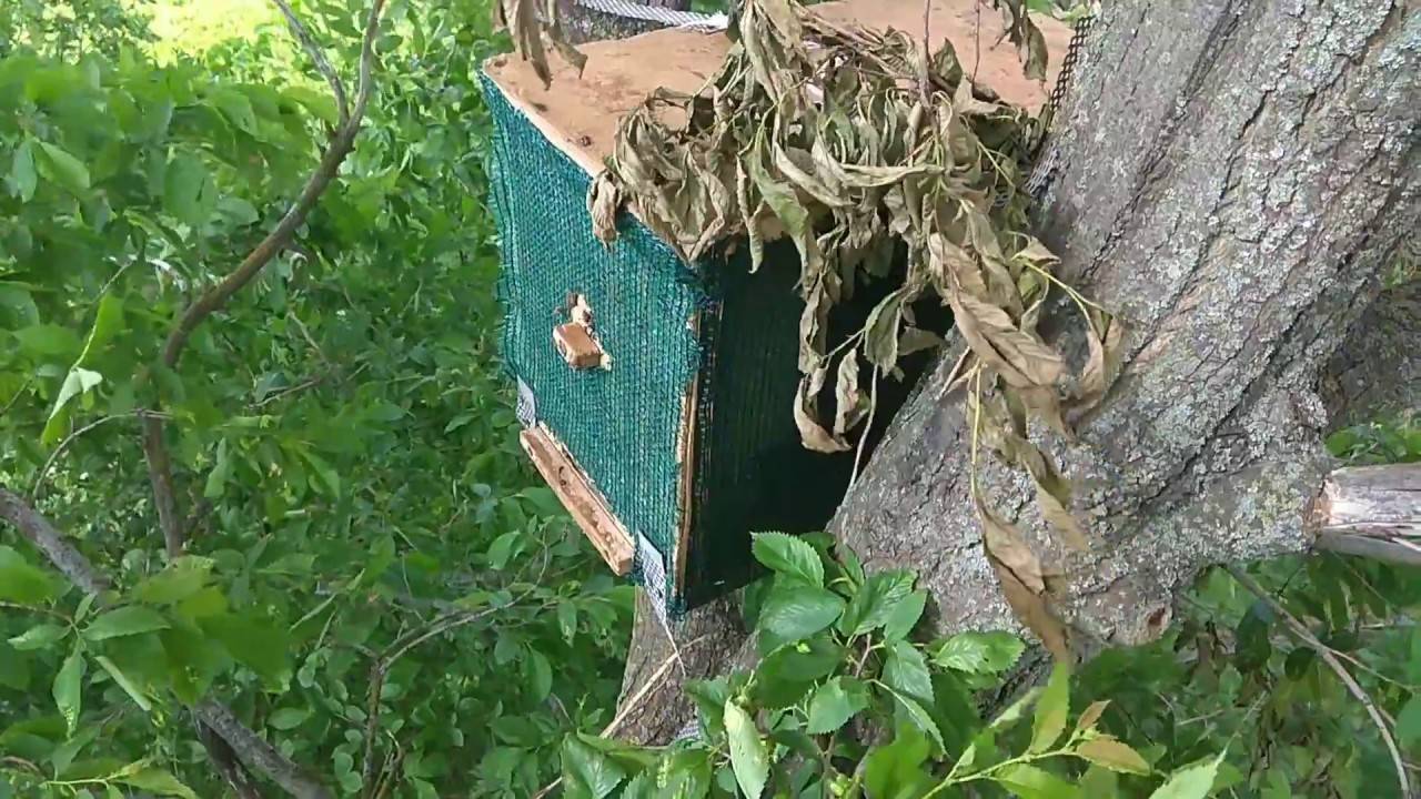 Ловля роев ловушками, как поймать диких пчел в лесу, как поймать свой рой: видео инструкции