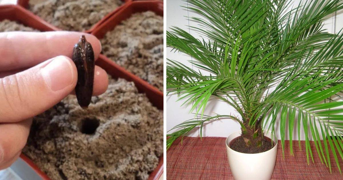 Домашний финик — как вырастить из косточки, уход за пальмой