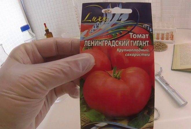 Семена томат испанский гигант: описание сорта, фото. купить с доставкой или почтой россии.