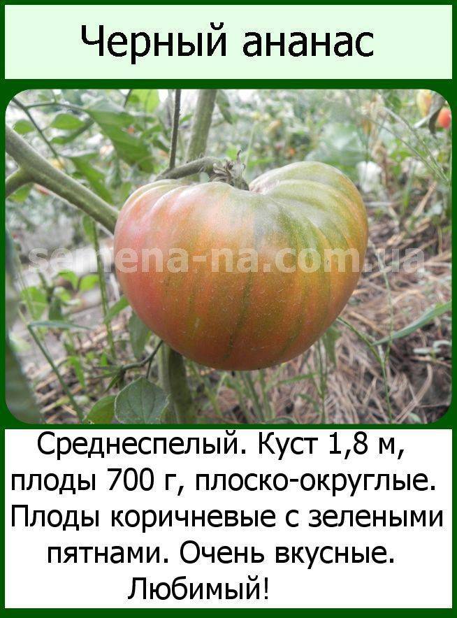 Лучшие полудетерминантные сорта томатов для россии и ее регионов
