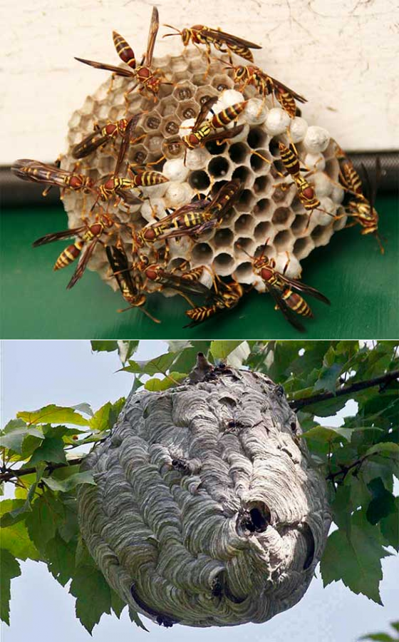 Как убрать осиное гнездо на даче своими руками — проверенные способы - своими руками на даче  - как посеять, сажать, ухаживать за растениями и цветами