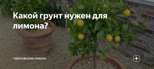 Земля для лимона в домашних условиях (состав), в какую землю сажать лимон и как приготовить ее самостоятельно