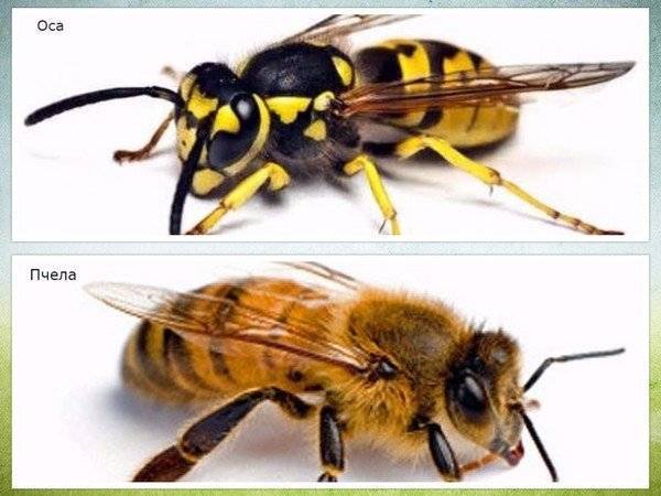 Пчелы и осы