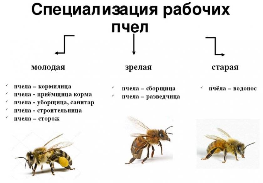 Развитие пчелиной матки по дням: этапы и сроки развития
