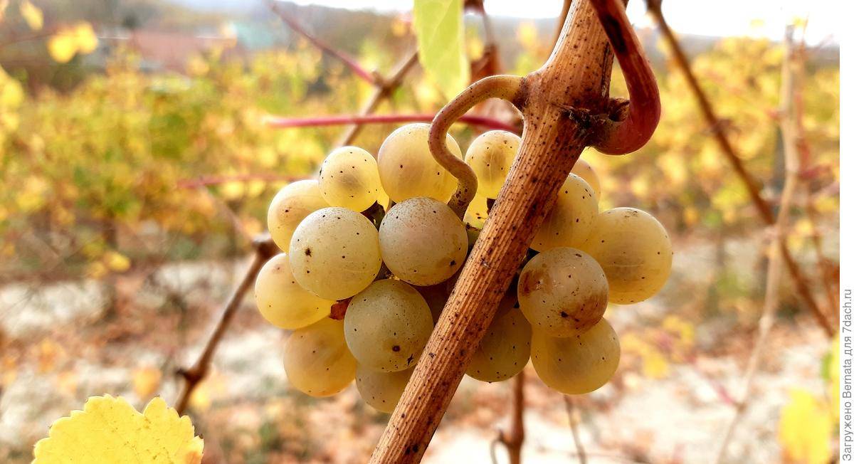 Характеристика сорта винограда «бианка»: описание, фото и отзывы о нём