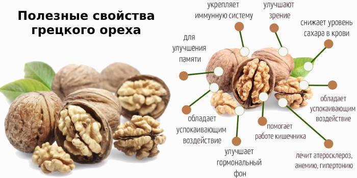 Грецкий орех: польза и вред для организма человека