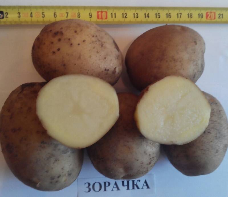 Сорт картофеля «колетте» – описание и фото