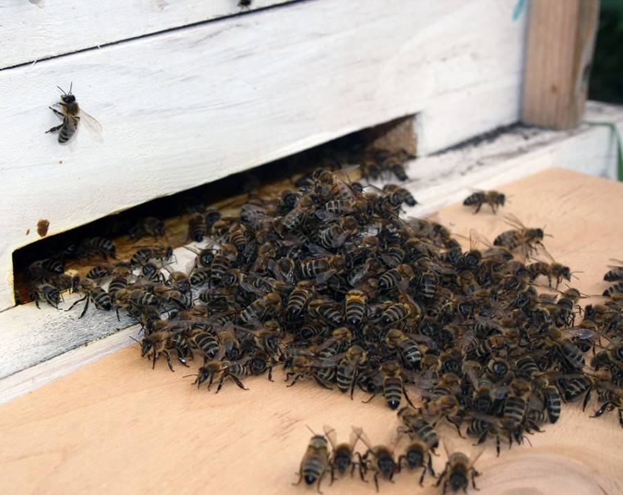 Народные приметы о пчёлах