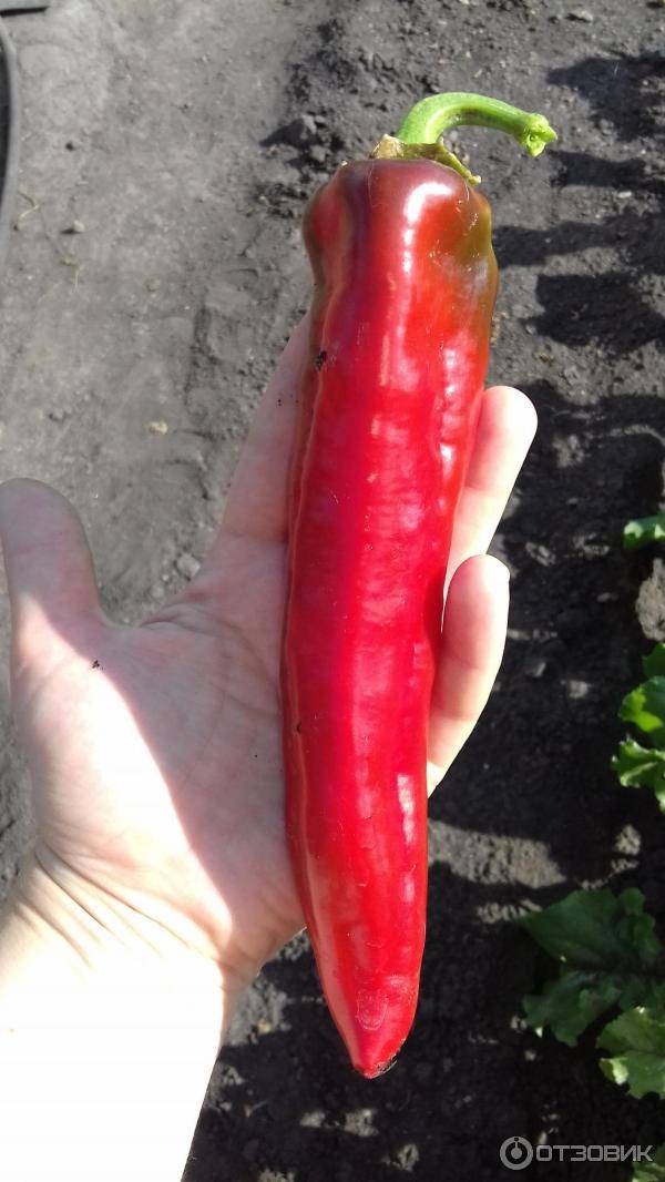 Перец какаду - характеристика и описание сорта, гибрида, фото, урожайность, отзывы овощеводов