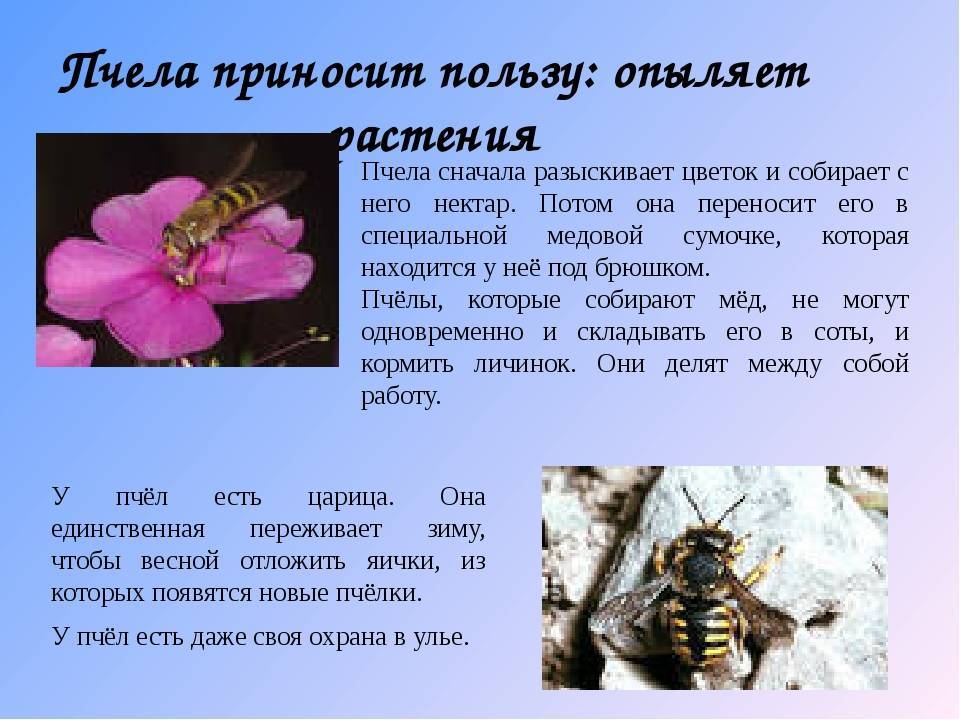 Роль пчел в опылении и сборе нектара разных видов растений - пчёлы | описание, советы, отзывы, фото и видео
